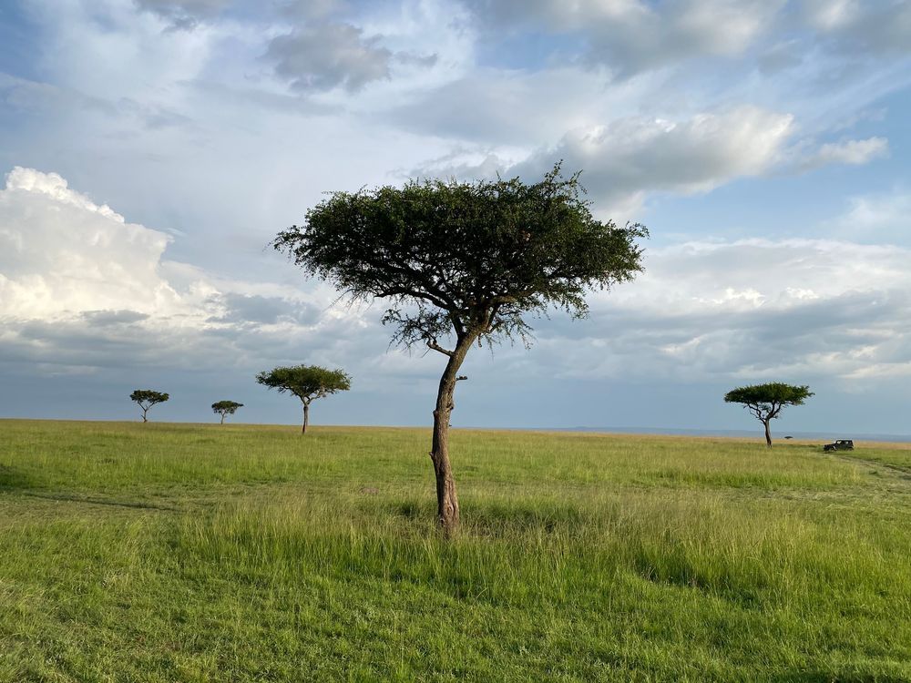 Umbrella acacia trees, one of the most recognizable trees of the African Savanna, appear in the Masai Mara national reserve in southern Kenya, May 27, 2025.