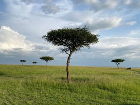 Umbrella acacia trees, one of the most recognizable trees of the African Savanna, appear in the Masai Mara national reserve in southern Kenya, May 27, 2025.