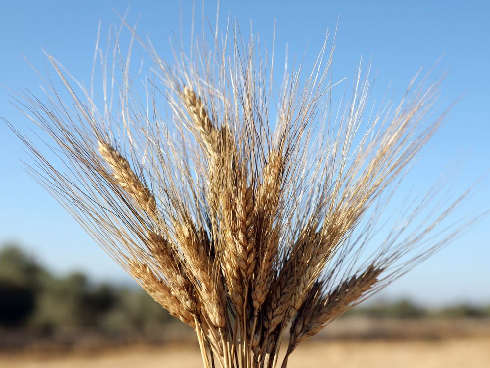 Given global growth-driven demand, deglobalization and shipping issues, grains may provide a significant opportunity in the future, writes Tim Pickering.