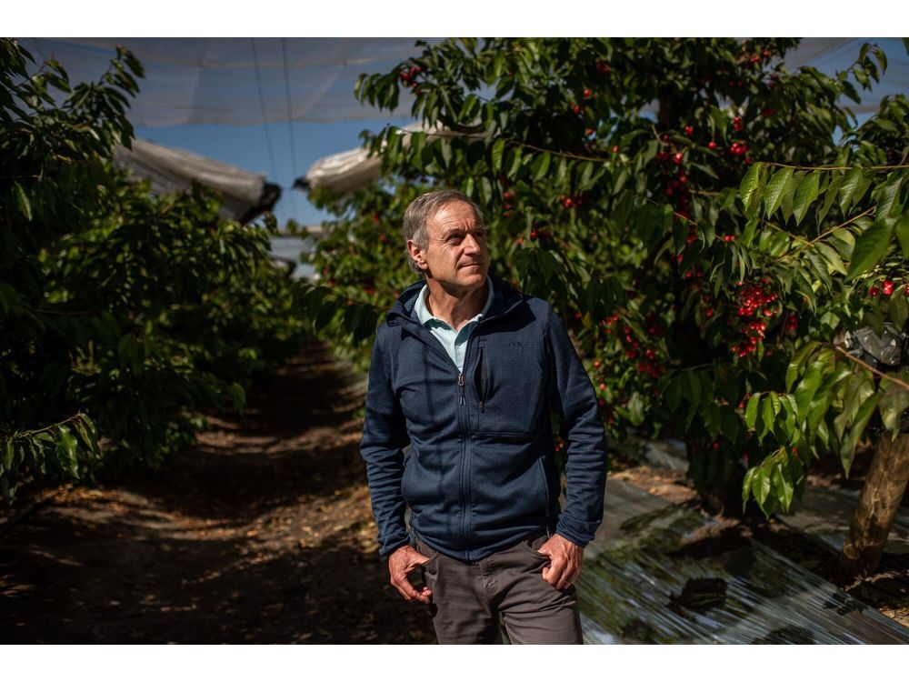 Cherry Powerhouse Chile Striving to Preserve Mystique in China