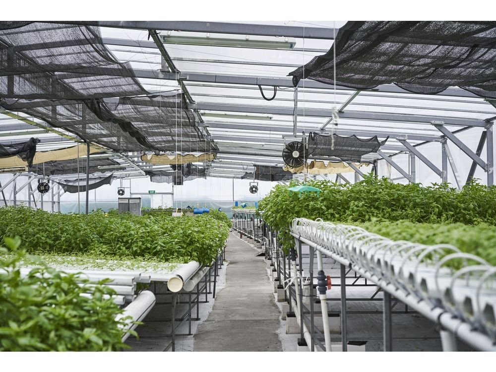 Singapore to Try Growing Crops Across Border in Bid to Cut Costs