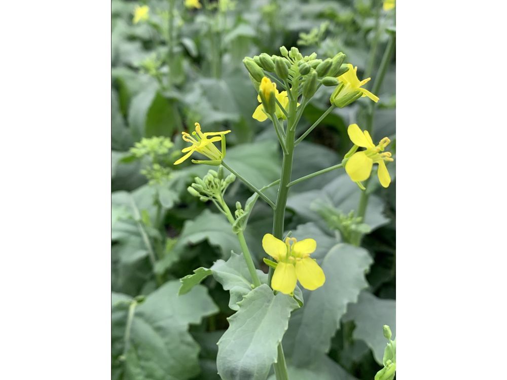 Bayer announced an unprecedented $45+ million CAD investment to strengthen Canada's leadership in canola innovation by establishing a cutting-edge canola innovation centre.