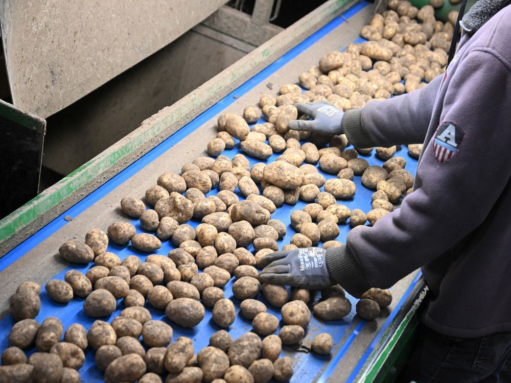 An employee of an agricultural cooperative sorts potatoes after harvesting in Geer, eastern Belgium