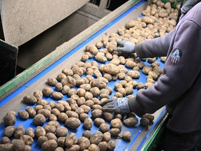 An employee of an agricultural cooperative sorts potatoes after harvesting in Geer, eastern Belgium