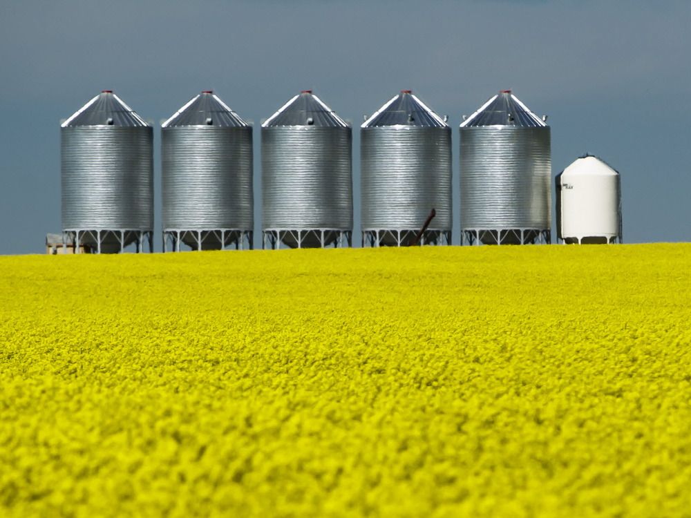 A row of granaries along the Emerson Trail wait for a yellow field of canola to move beyond the colourful stage through the development of pods and filling out for harvest.