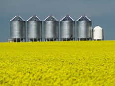 A row of granaries along the Emerson Trail wait for a yellow field of canola to move beyond the colourful stage through the development of pods and filling out for harvest.