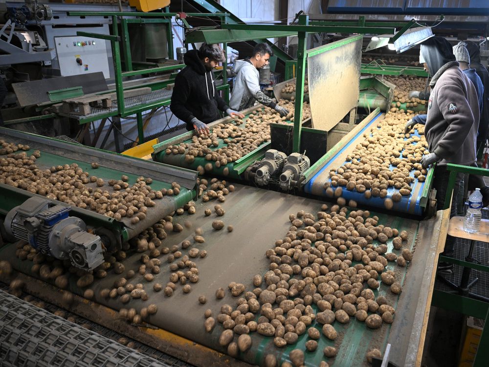 Employees of an agricultural cooperative sort potatoes after harvesting in Geer, eastern Belgium on September 26, 2025