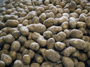 This photograph shows potatoes after harvesting at an agricultural cooperative in Geer, eastern Belgium on September 26, 2025