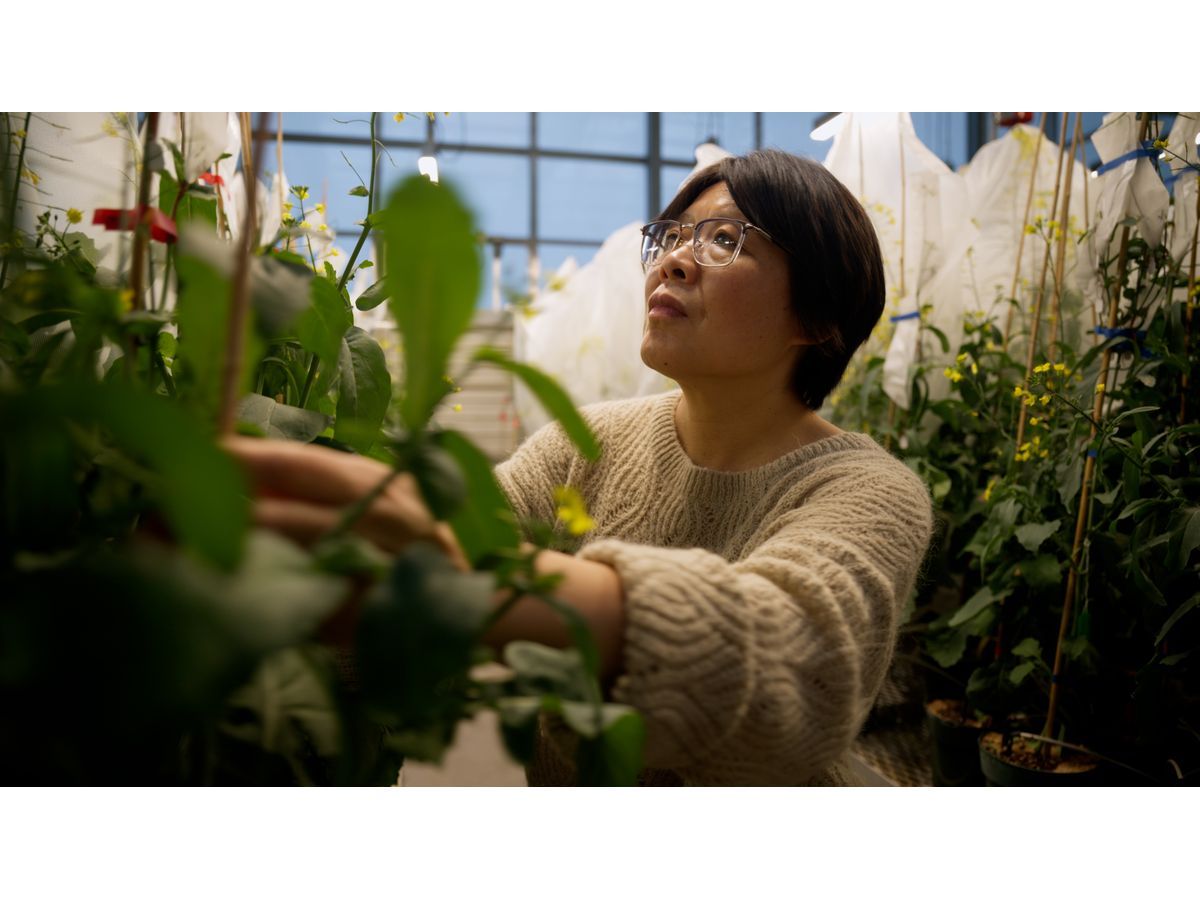 BASF Agricultural Solutions accelerates canola innovation with strategic expansion of Canola Breeding Centre of Innovation