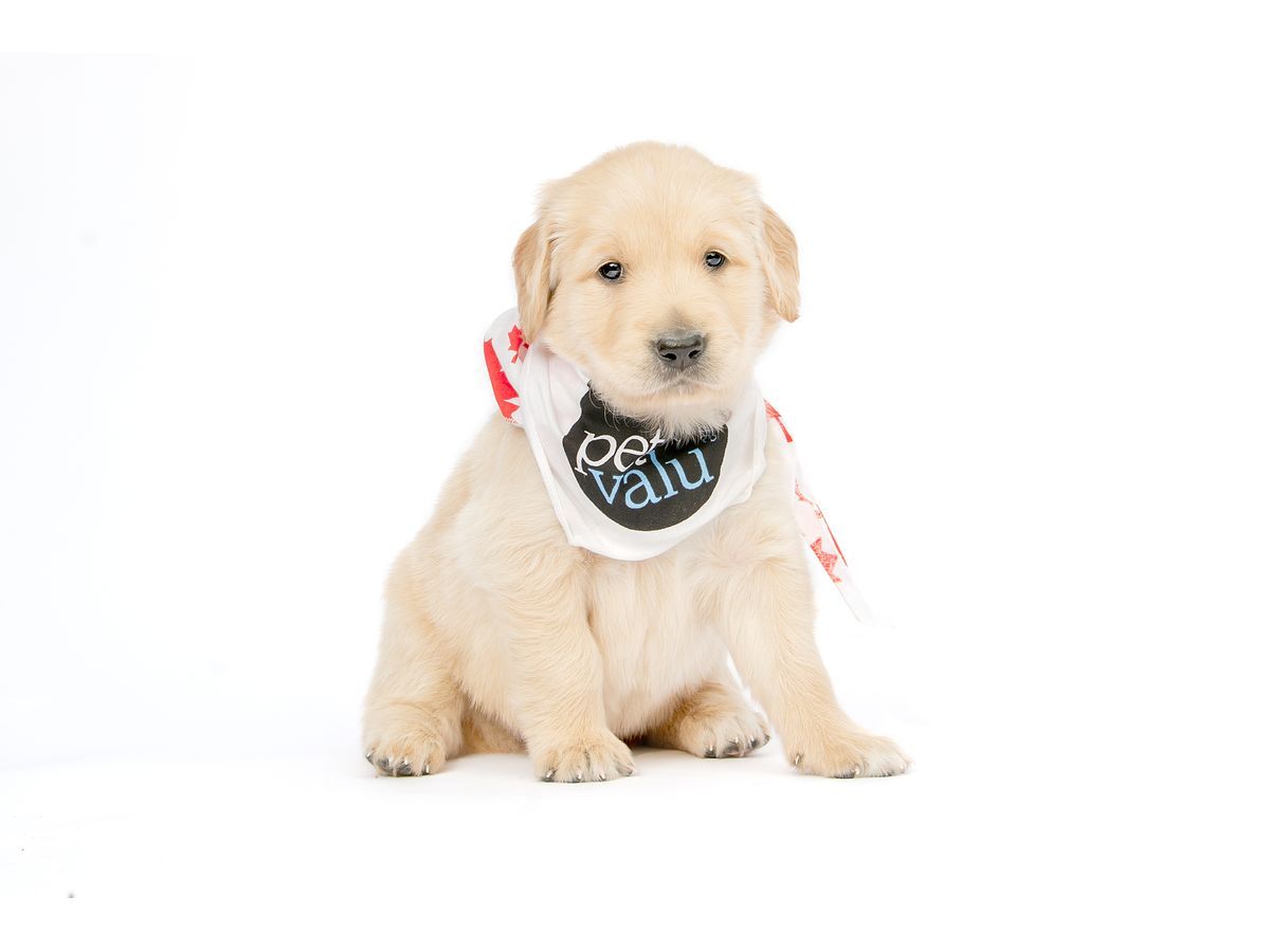 Dog Guides Launches First-Ever Live Puppy Cam for National Puppy Day!