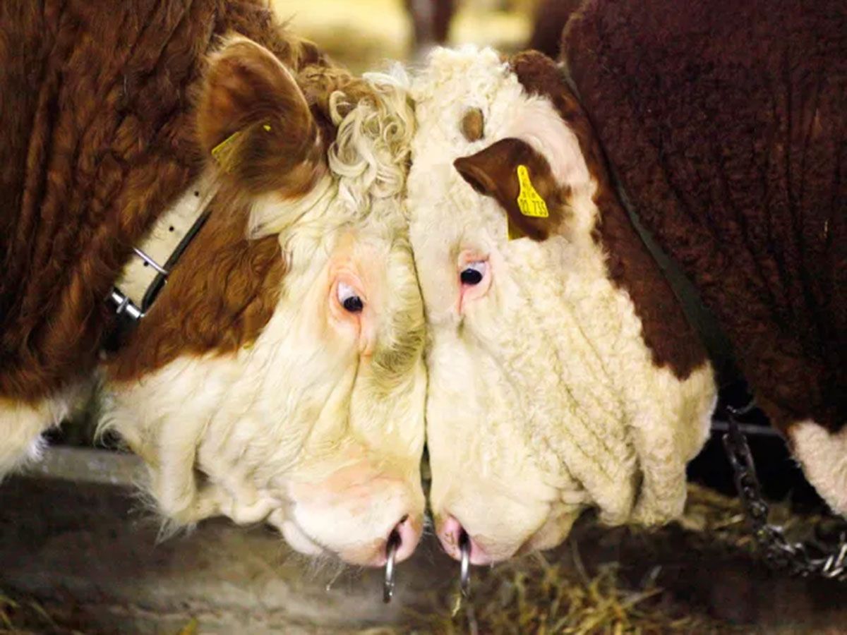 The age of the U.S. stock market by some measures is nearing all-time highs.
