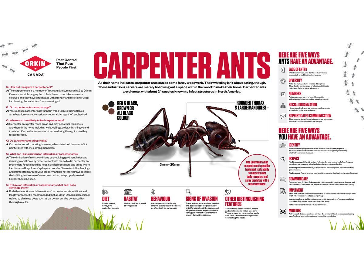 Carpenter ants don't eat wood -- they carve it. Learn how to spot, stop, and outsmart these silent invaders with Orkin Canada's expert guide to identification, prevention, and elimination.