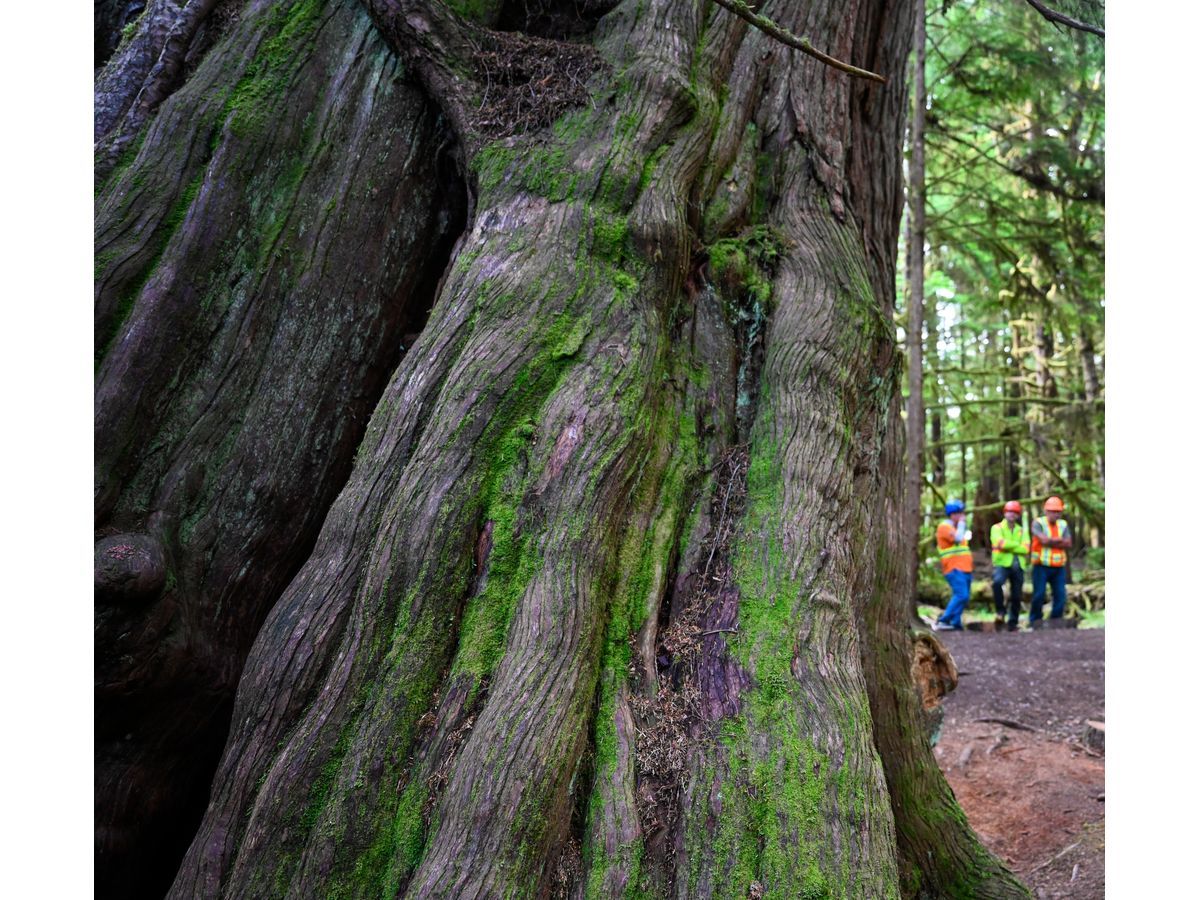 Taan Forest, Haidi Gwaii