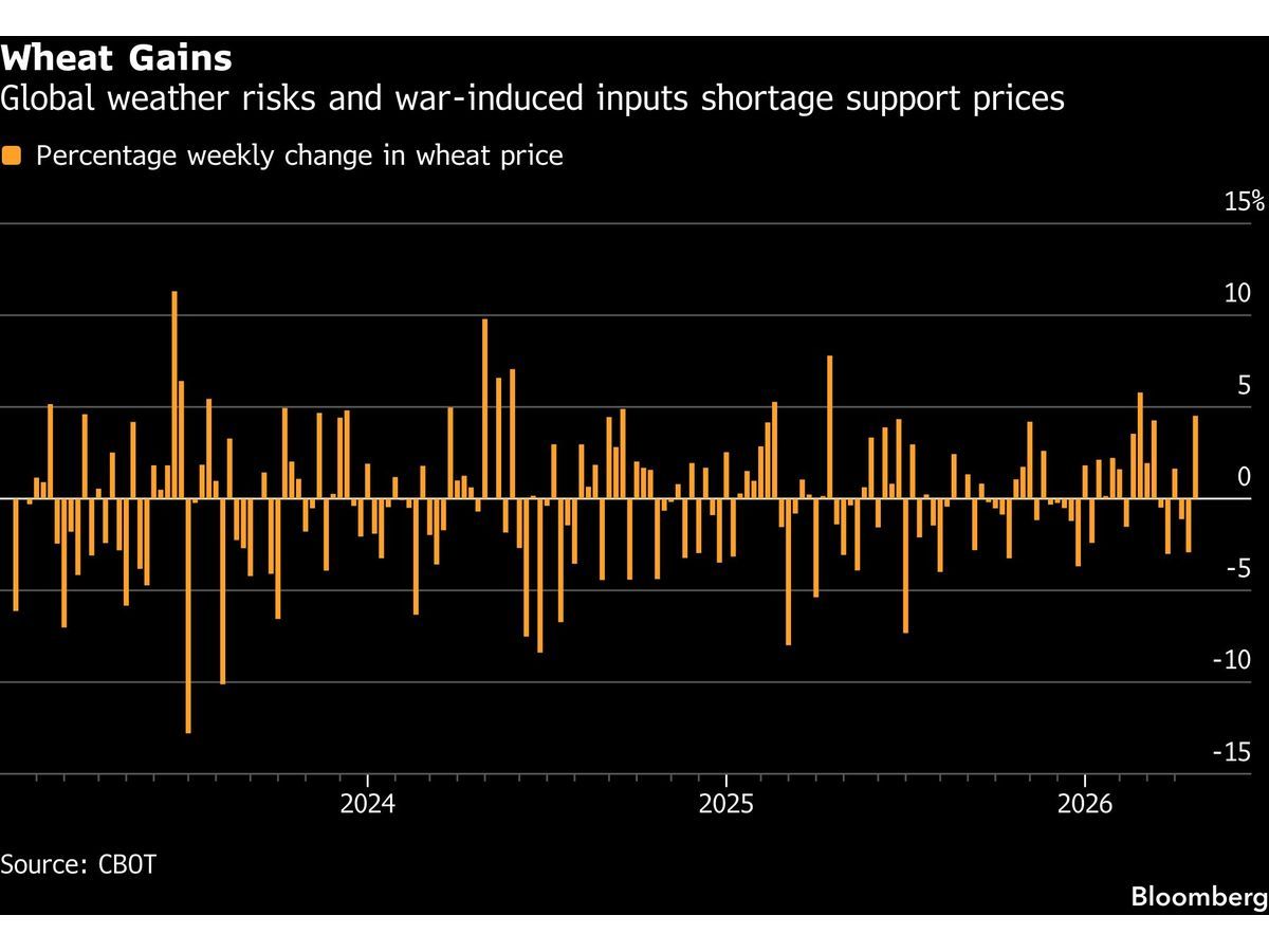 Wheat Rallies on Weather Woes and Iran-Linked Fertilizer Crunch