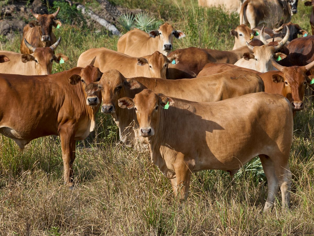 Cattle graze at a ranch near Asuncion, Paraguay, on March 11, 2026.