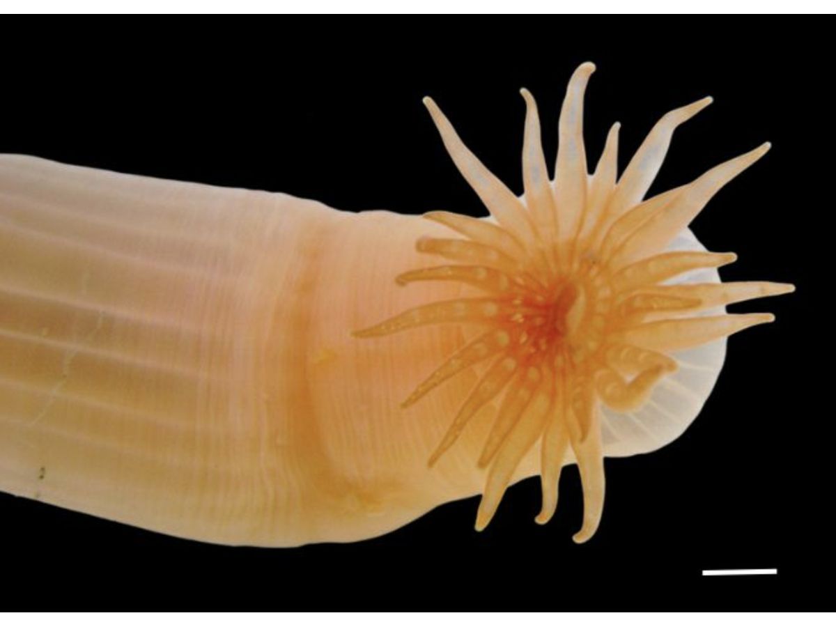  The Nippon Foundation-Nekton Ocean Census/Agustín Garese