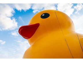 World's Largest Rubber Duck at the 2023 Toronto Waterfront Festival.