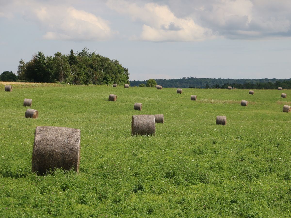 The Swift Current, Sask.-based farming giant, which owes less than its assets are worth, will continue operating but only after selling off a sizeable chunk for its debt burdens.