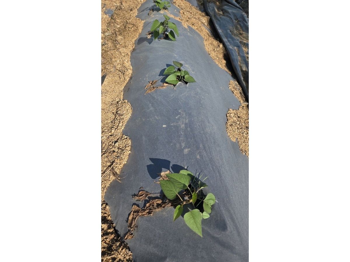CTK BIO CANADA LAUNCHES EARTH EDITION HOME COMPOSTABLE PAPER MULCH FILM FOR AGRICULTURAL APPLICATIONS