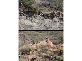 A) and B) Vein outcrops along Oso Negro Property. B) 150 m outcrop of quartz vein with 1.5 m wide.
