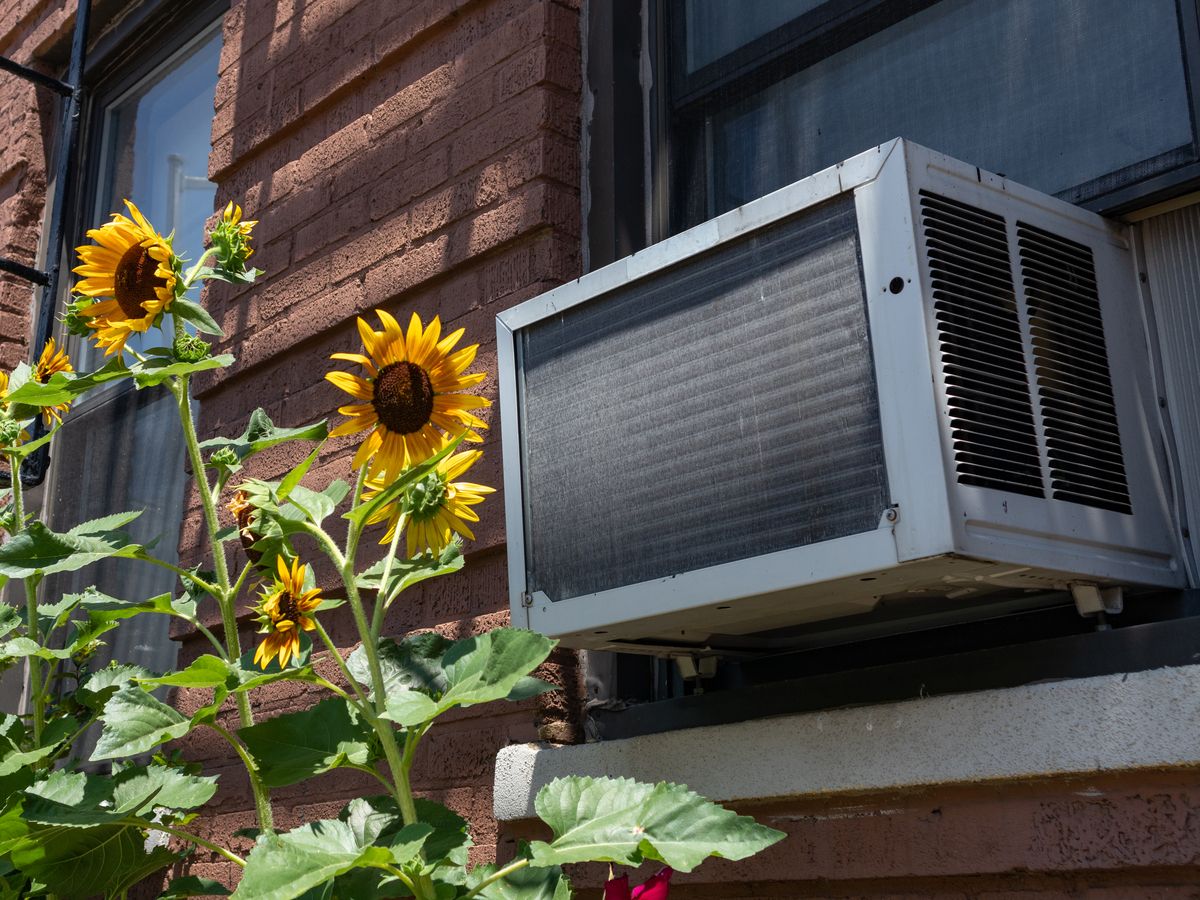 A window air conditioning unit outside an old brick apartment building above a garden with yellow sunflowers during summer