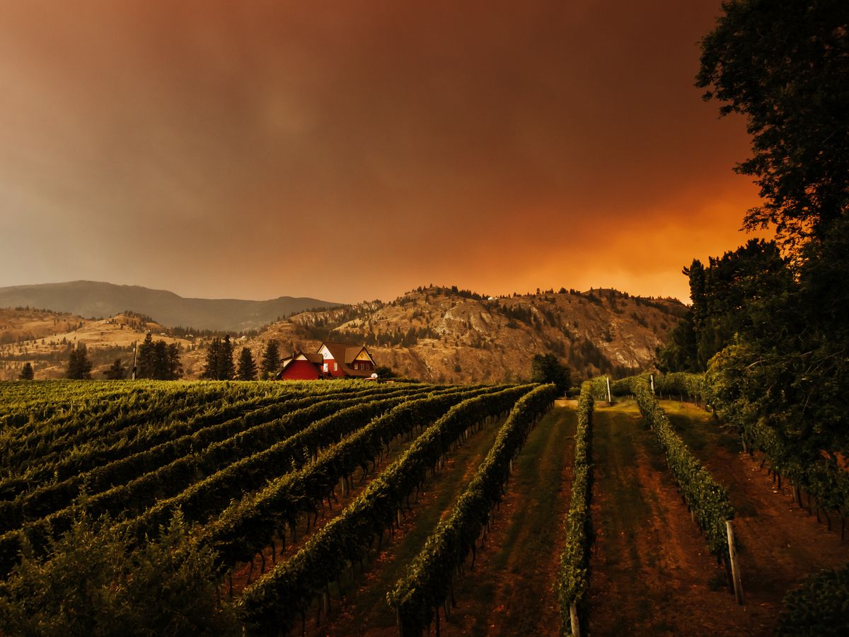 https://smartcdn.gprod.postmedia.digital/financialpost/wp-content/uploads/2026/08/0811-mg-wildfire-winery.jpg
