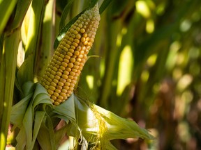 This photograph shows an ear of corn in a field in Saint-Georges-du-Vièvre, northern France, on August 12, 2026.