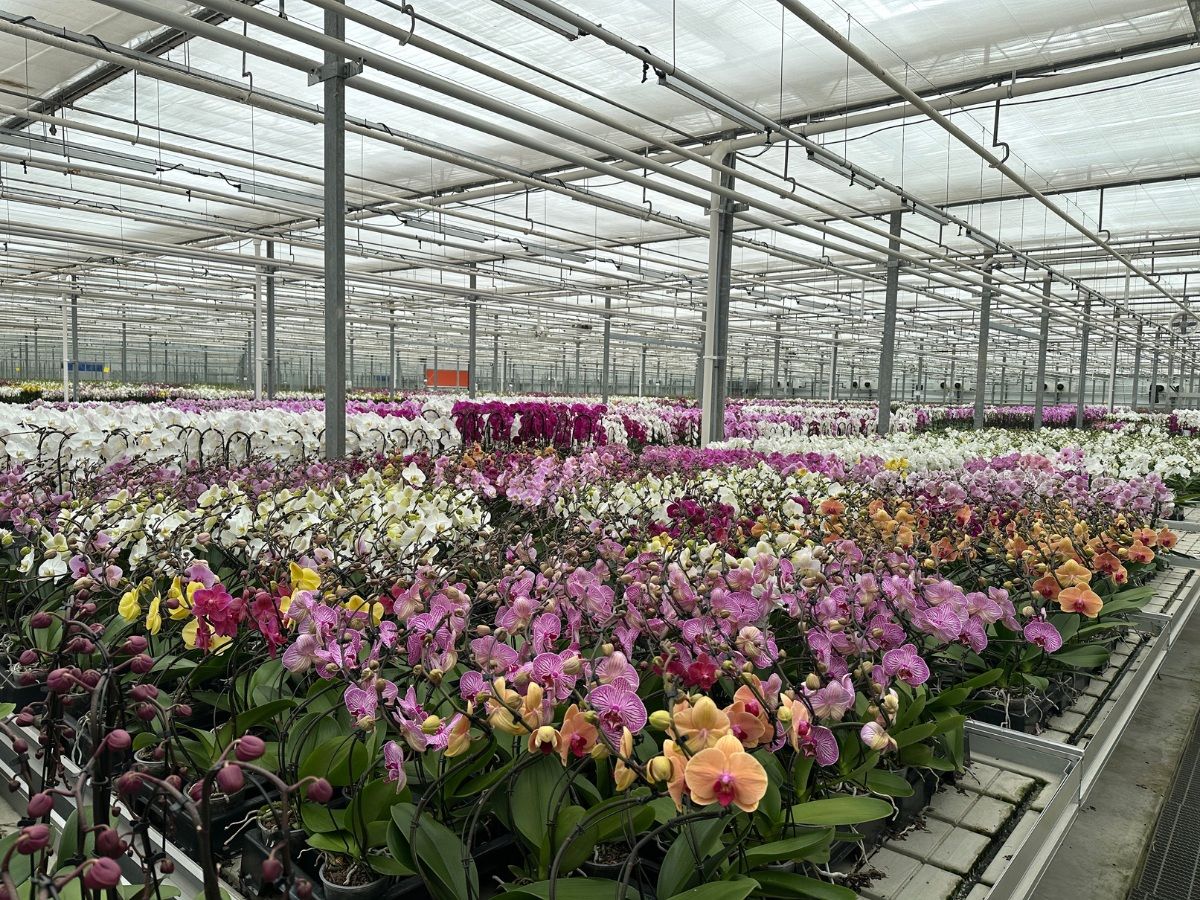  Cosmic Plants Inc.’s orchid greenhouse in Lincoln, Ont.