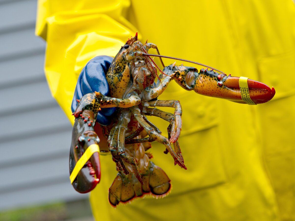 https://smartcdn.gprod.postmedia.digital/financialpost/wp-content/uploads/2026/08/0828-mg-lobster.jpg