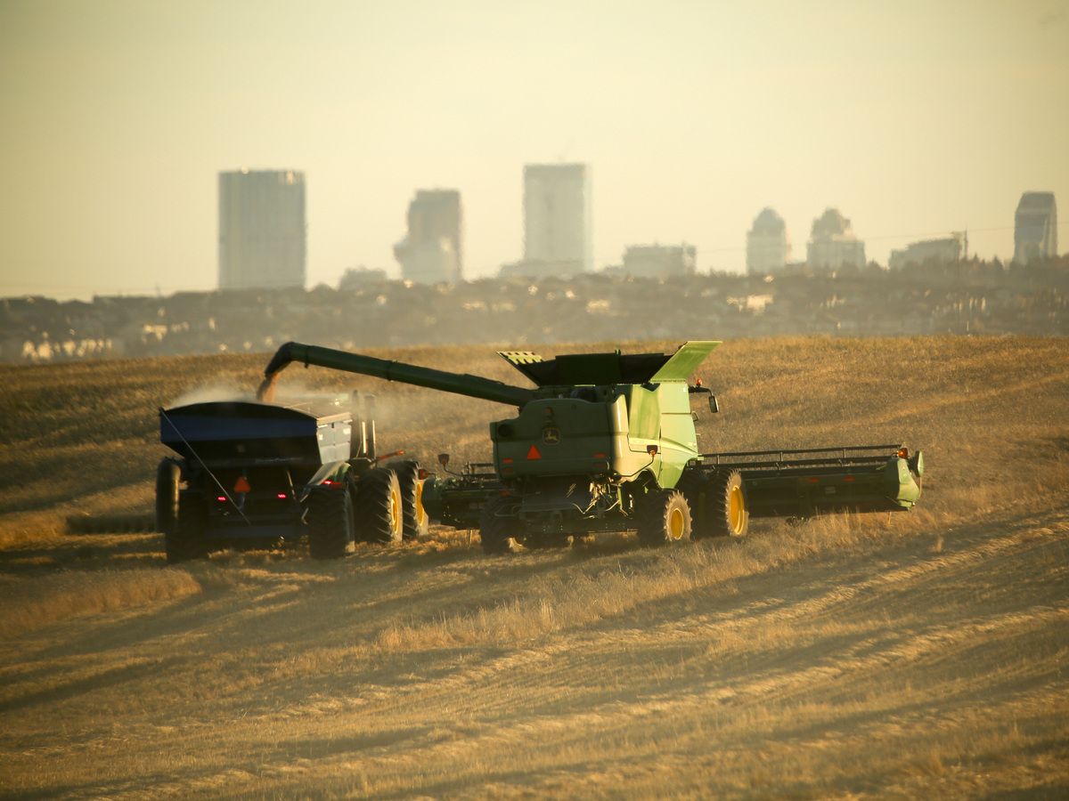 The Calgary skyline is seen in the background as Chris Minhinnett and Dale Perry operate John Deere combines harvesting a field of hard red spring wheat and Kolby Minhinnett drives the tractor and grain cart in a field west of Balzac, Alta., along Highway 566 on Saturday, Oct. 22, 2016.