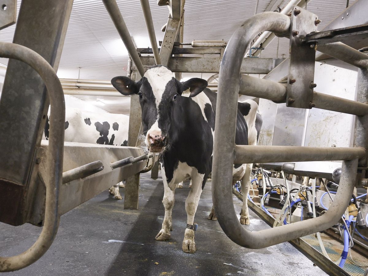 As a first step toward a more sensible trade policy, Canada should immediately liberalize our dairy trade with the European Union.