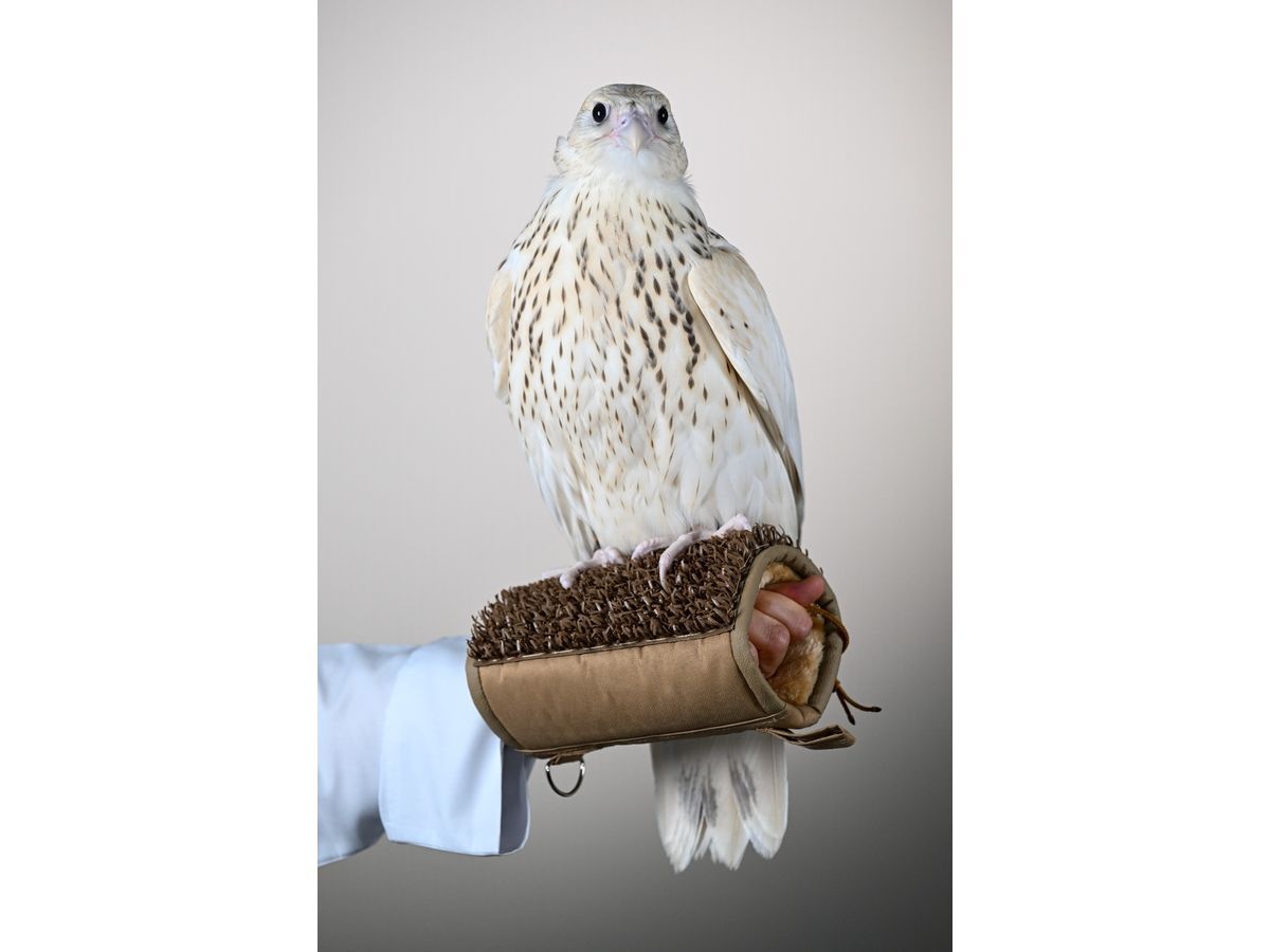The Gyr Pure Ultra White falcon sold for AED 2.1 million (USD 571,000) at the final falcon auction of ADIHEX 2026 in Abu Dhabi.