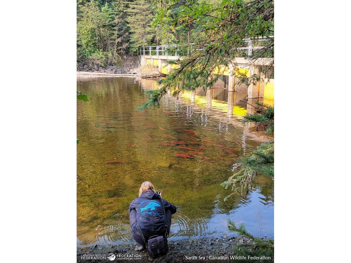 CWF is asking Canadians to help collect information and photos of potential barriers to fish passage, such as dams and stream crossings. Download the CANFISHPASS mobile app to learn more about freshwater connectivity. Photo by Sarah Sra, Canadian Wildlife Federation.