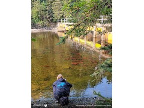 CWF is asking Canadians to help collect information and photos of potential barriers to fish passage, such as dams and stream crossings. Download the CANFISHPASS mobile app to learn more about freshwater connectivity. Photo by Sarah Sra, Canadian Wildlife Federation.