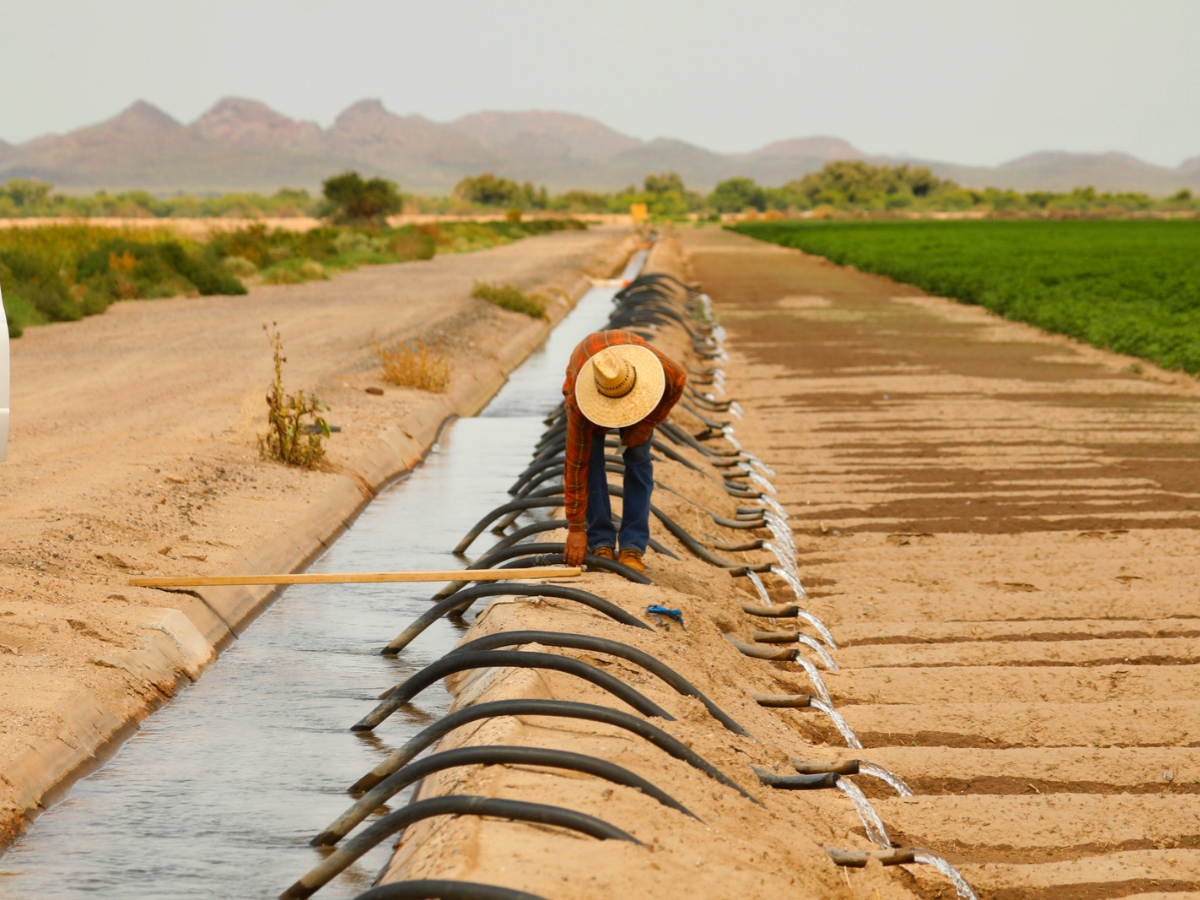 Marana, ArizonaJuly 21, 2021A worker moves irrigation tubes on a farm in Pinal County. For some who still have water rights, farming is still possible