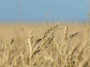 Wheat