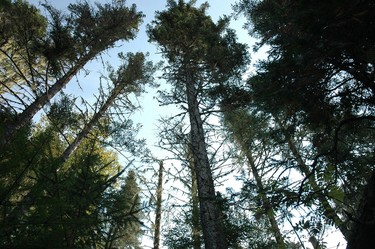 timber