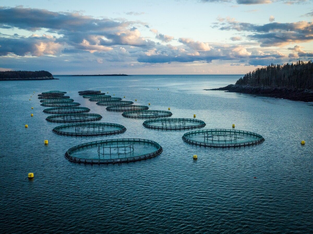 U.S. judge allows lawsuit to proceed against N.B. seafood giant