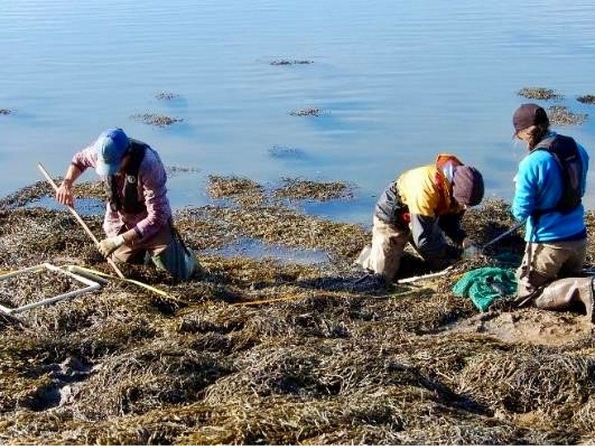 Harvesters from Acadian Seaplants Ltd. gather seaweed to be used in its products.