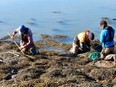 Harvesters from Acadian Seaplants Ltd. gather seaweed to be used in its products.