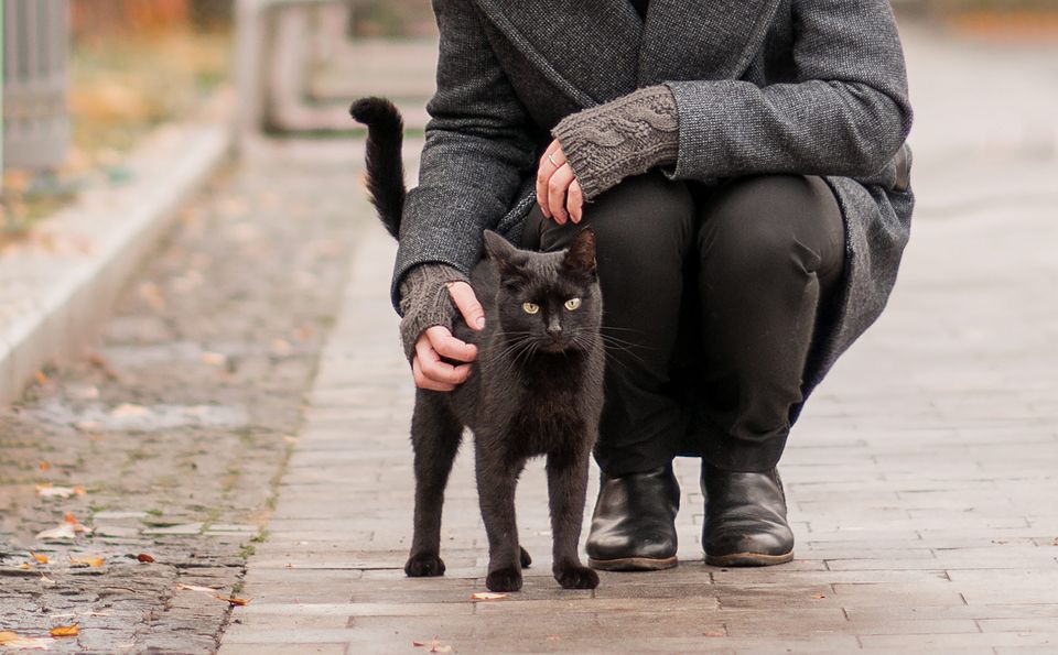 girl stroking a black cat on the street