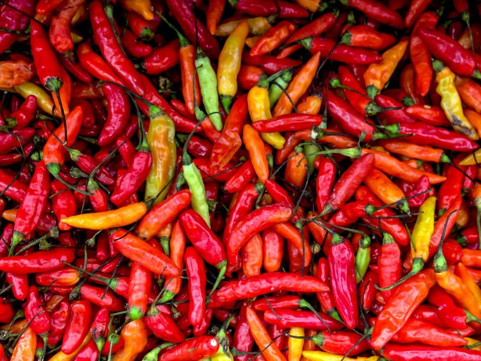 grow hot peppers