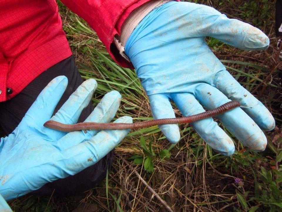 earthworms forests canada