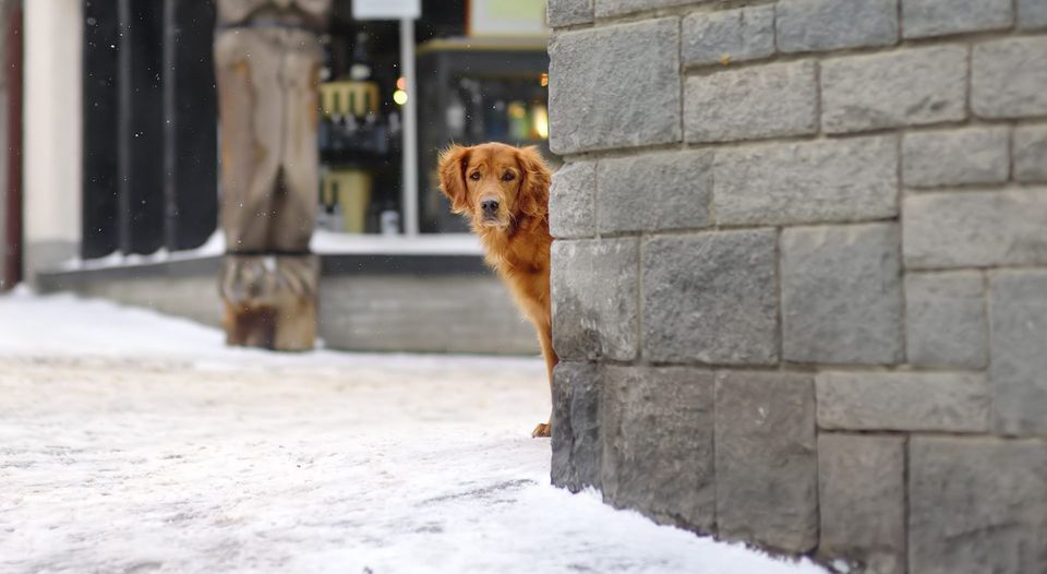 Irish setter dog on street of small town in Alps, Switzerland, Europe. Winter family vacation with pets. Ski resort.
