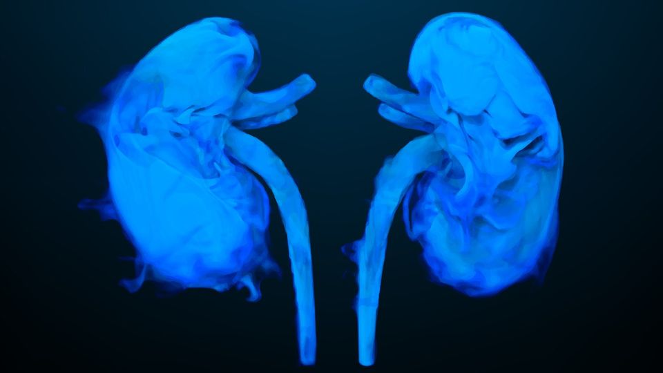 Vector illustration of human kidneys.