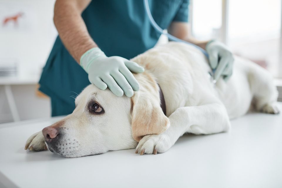 Dog at Examination in Vet Clinic