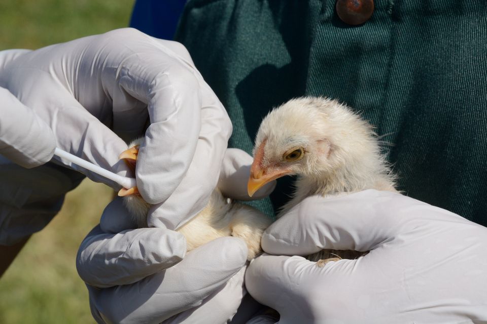 Testing chicks for avian influenza