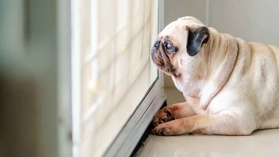 Pug dog waiting for owner at door