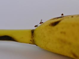 Fruit flies on a banana as a close-up