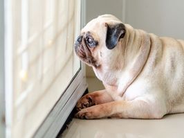 Pug dog waiting for owner at door
